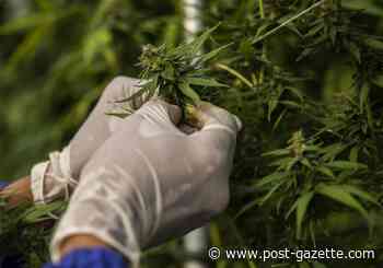Pa. cannabis legalization remains unlikely as neighboring states go for it