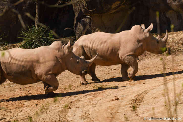 Maryland Zoo Welcomes Two Southern White Rhinoceros
