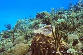 Climate Change Shrinks Marine Life Richness Near Equator: Study
