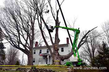 Safety Concerns Bring Down Largest Sugar Maple Tree in US