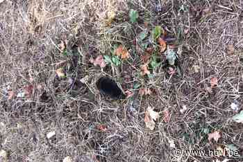 COLUMN KELLY LOOS: Vang de mol (Houthalen-Helchteren) - Het Belang van Limburg Mobile - Het Belang van Limburg