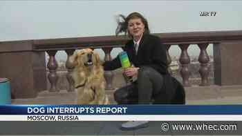 Dog steals reporter's microphone during live shot