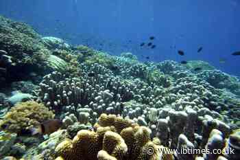 Climate change driving marine species poleward