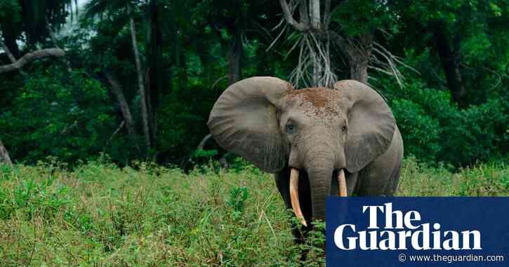 Why has the African elephant been split into two species? – podcast
