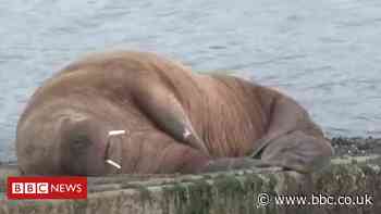 Wally the Walrus: Fears for safety as Tenby tourists get 'too close'