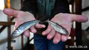 These fish stole an antifreeze gene from another fish and became natural GMOs