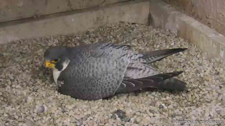 Peregrine Falcon Couple Incubating Four Eggs Atop Cathedral Of Learning