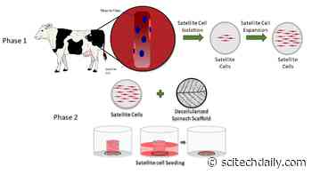 Decellularized Spinach Serves as an Edible Platform for Growing Artificial Meat