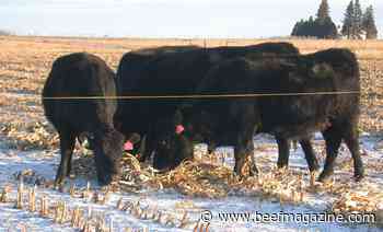 Better management can reduce beef production emissions