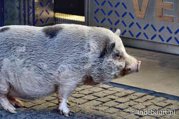 Van bambi tot bever: 7 x deze bijzondere dieren vind je in Delft - indebuurt