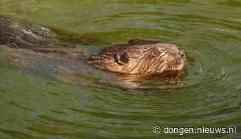 Bever gesignaleerd bij Ecologische Verbindingszone (bekijk de beelden!) - Dongen - dongen.nieuws.nl