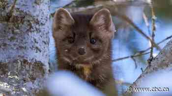 Spotting a pine marten, or 'forest kitten,' is a challenging but fascinating experience, says naturalist - CBC.ca