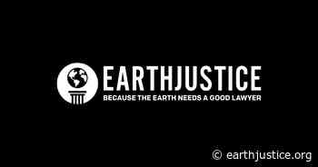 50 organizations call on President Biden to protect Tongass National Forest and carbon-rich forests under U.S. climate commitments - Earthjustice