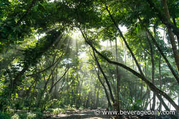 'Coffee pulp can be a cost-effective forest restoration strategy' R&D - BeverageDaily.com
