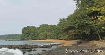 CAMEROON: Camvert and the forest peril in the Congo basin - AFRIK 21