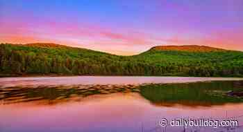 New Community Forest to benefit Kingfield area – Daily Bulldog - Daily Bulldog