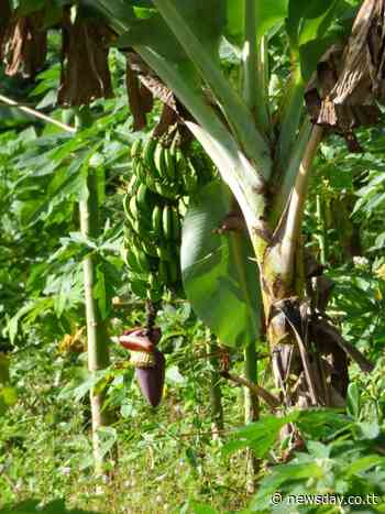 Tobago wildlife park boosts food security with 'fruiting forest' - TT Newsday - TT Newsday