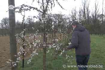 Winterweer bedreigt de fruitoogst