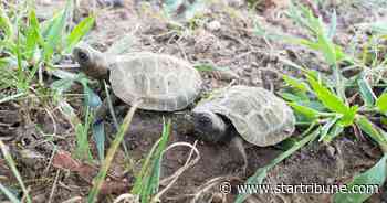 Roadside fences show promise for reducing Minnesota turtle fatalities