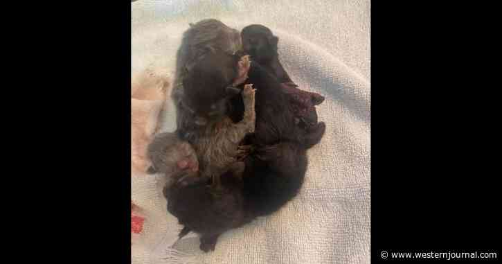 Arizona Animal Rescue Witnesses Rare Birth of 5 Conjoined Kittens