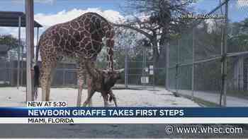 WATCH: Baby giraffe takes first steps