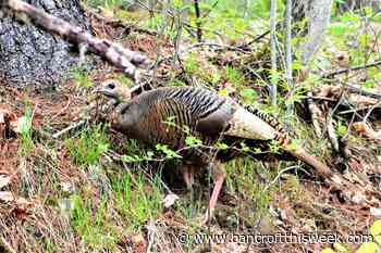 Valuing the many - Bancroft This Week