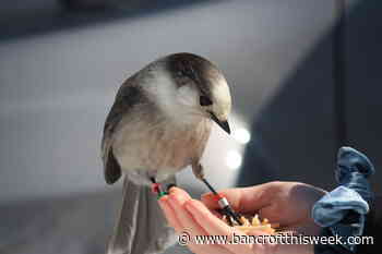 Bancroft Field Naturalist Club calling for help for Canada jays - Bancroft This Week