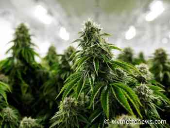 Edibles option for medical marijuana program likely done for this session - West Virginia MetroNews