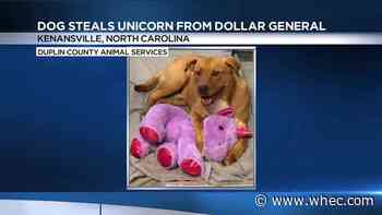 Dog who went viral for stealing stuffed unicorn finds forever home