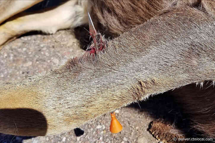 Trio Of Deer Found Shot With Blow Darts In Walsenburg