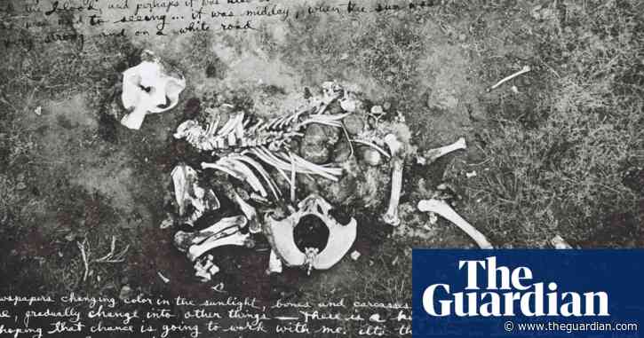 The horror safari: why was Francis Bacon so triggered by dead elephants?