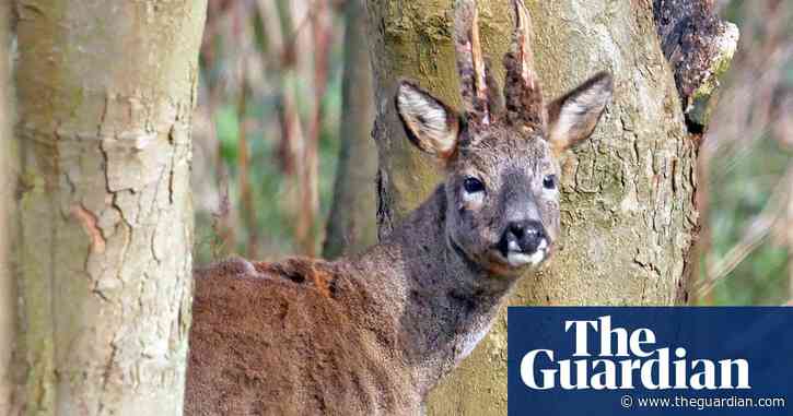 Country diary: the buck stops with me – momentarily