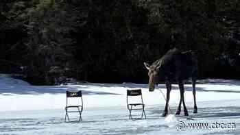 Curious moose crashes 2 men's ice-fishing outing on Thunder Bay-area lake