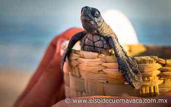 [Animalia] Una tortuga como mascota - El Sol de Cuernavaca