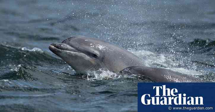 Warning over dolphins at risk of disturbance as people head to UK coast