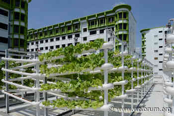 How Singapore's urban farms are improving food security - World Economic Forum