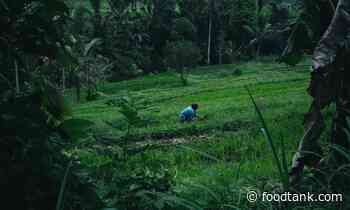 UN Food Systems Champions on the Importance of Public Sector Finance and Fiscal Policy – Food Tank - Food Tank