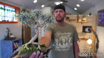 Money Does Grow on Trees!