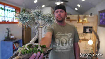 Money Does Grow on Trees!