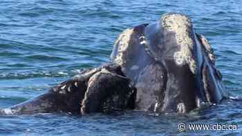 Endangered right whales have biggest baby boom since 2015