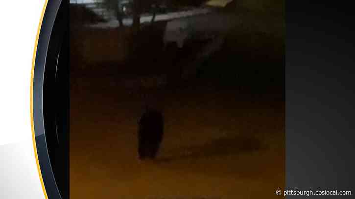 Wayward Bear Wanders Into The City, Spotted By Pittsburgh Police In Overbrook And Mt. Washington