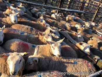 Forget gadgets and clothing - what about the livestock? - Bradford Telegraph and Argus