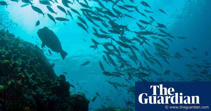 Marine species increasingly can’t live at equator due to global heating