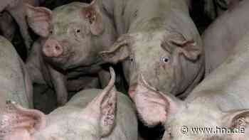 Hausschlachtung wird seltener - HNA.de