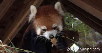 Understanding browser cookies