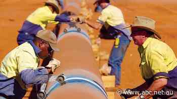 Proposed gas pipeline in western Queensland would significantly impact vulnerable species, including koala