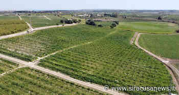 Siracusa, Mangiafico: "Fermo al palo il progetto del nuovo cimitero" - Siracusa News