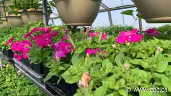 Saskatoon committee votes in favour of gardening on medians, final decision to be made by city council - CBC.ca