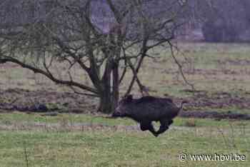 Limburgs Landschap: Knorretje (Bocholt) - Het Belang van Limburg Mobile - hbvl.be