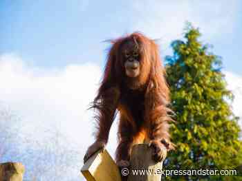Work starts on Dudley Zoo's new orangutan enclosure after lockdown delay - expressandstar.com